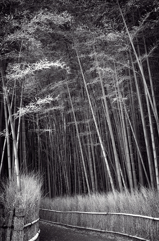 Link to Arashiyama Grove in Kyoto image.