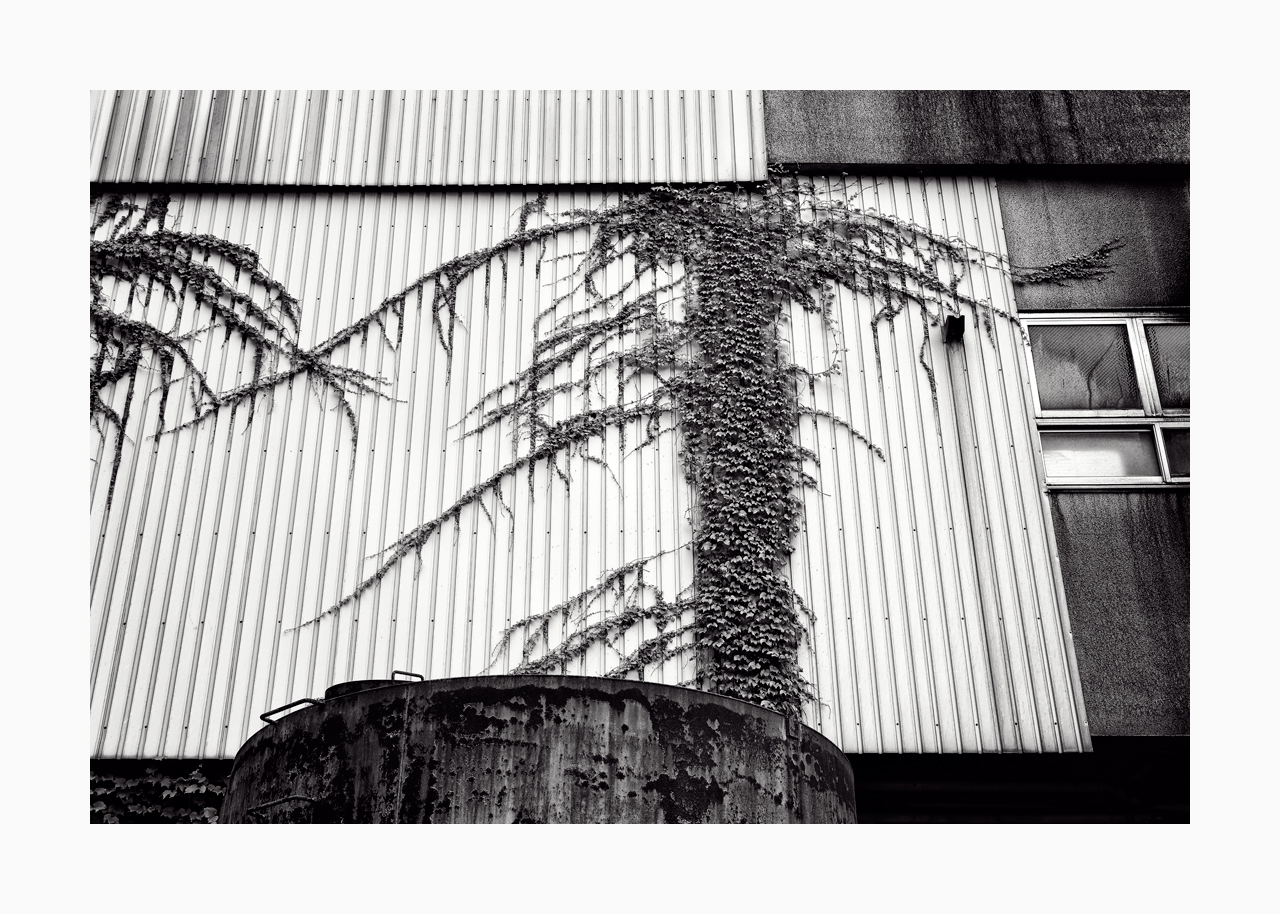 Fine art black and white image of a climbing plant against a wall.