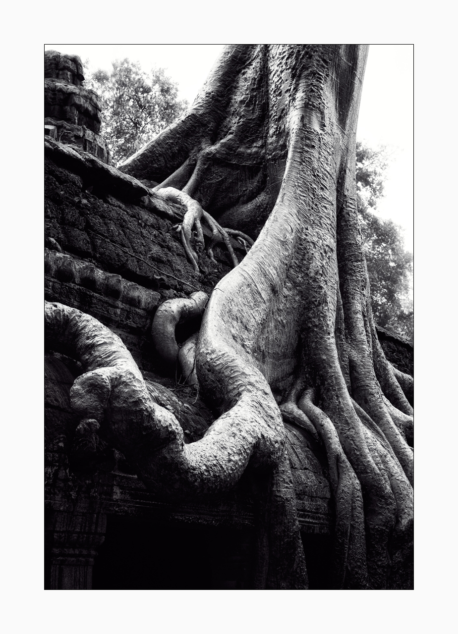 Fine art black and white image of the huge tree roots atop a building structure in Ta Prohm.