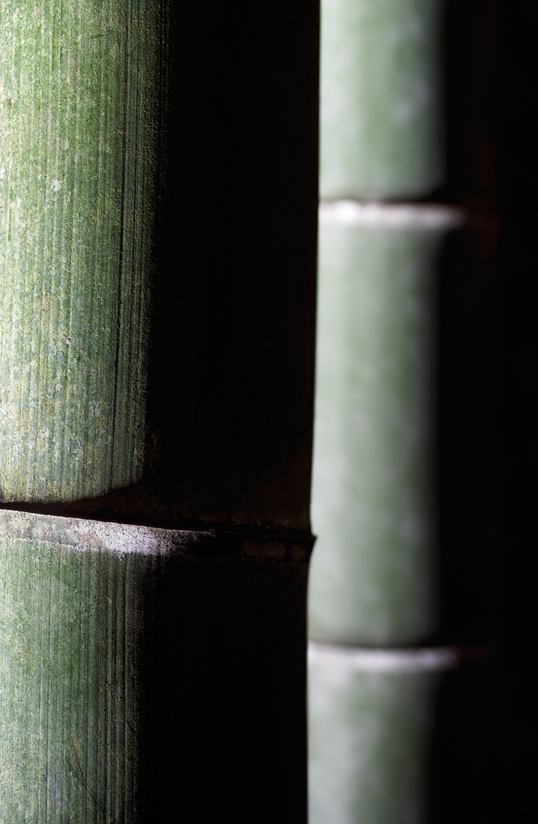 Link to fine art image: Winter Night Bamboo