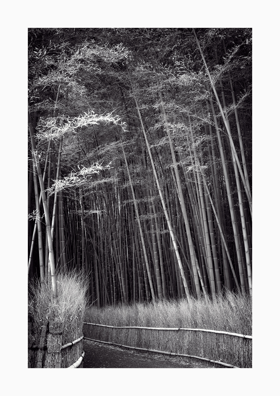 Fine art black and white image of the Arashiyama Grove in Kyoto, Japan.