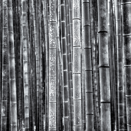 Link to fine art image of bamboo.