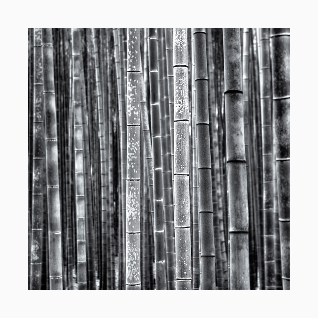 Fine art black and white image of bamboo at the Arashiyama Grove in Kyoto, Japan.