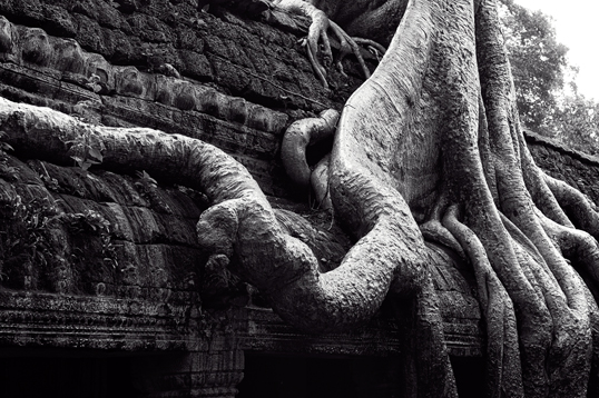 Link to image of Central Sanctuary of Ta Prohm II, 1993, Siem Reap