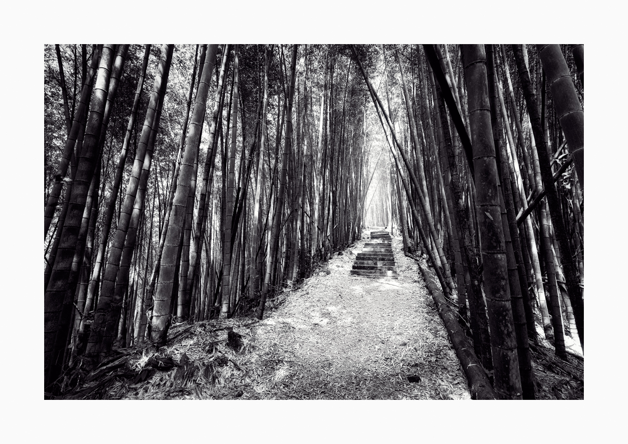 Fine art black and white image of a path in Alishan, Taiwan lined with bamboo at both sides.