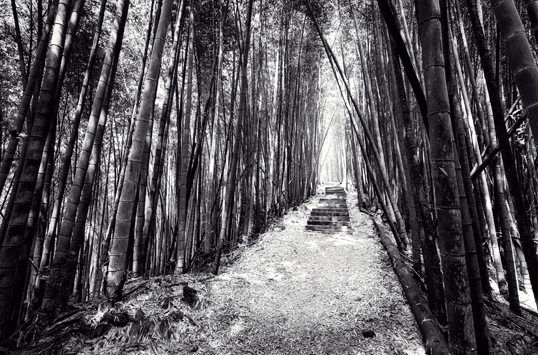 Link to Alishan path with surrounding bamboo image.