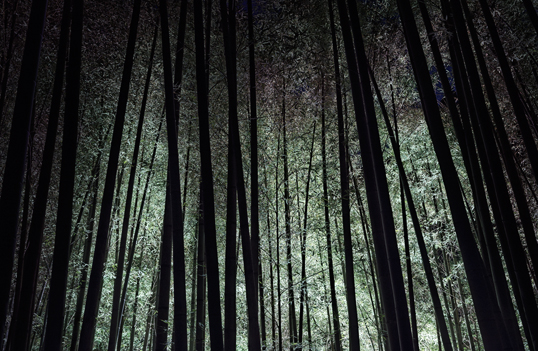 Link to lighted bamboo grove at night image.