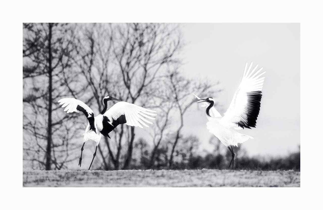 Fine art black and white image of red-crowned cranes dancing, Kushiro, Hokkaido, Japan