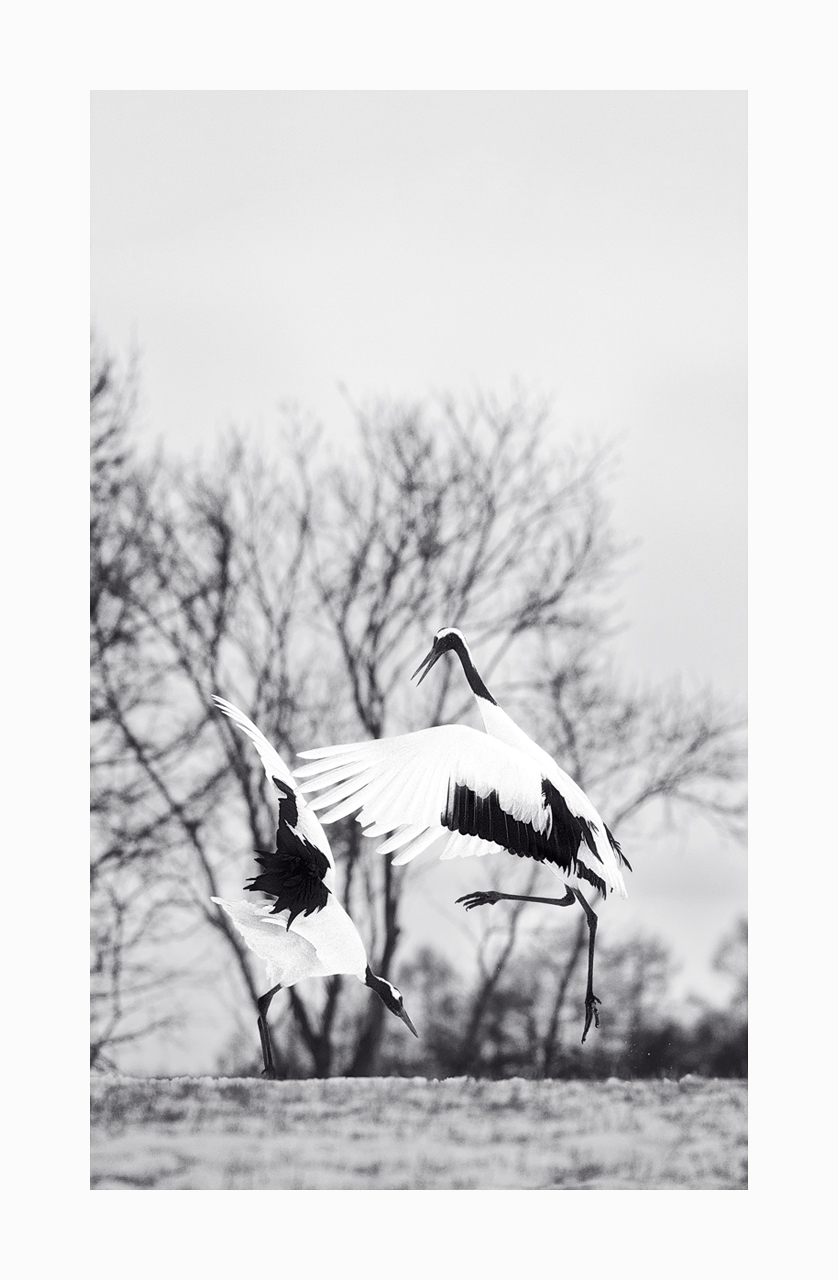 Fine art black and white image of red-crowned cranes dancing, Kushiro, Hokkaido, Japan