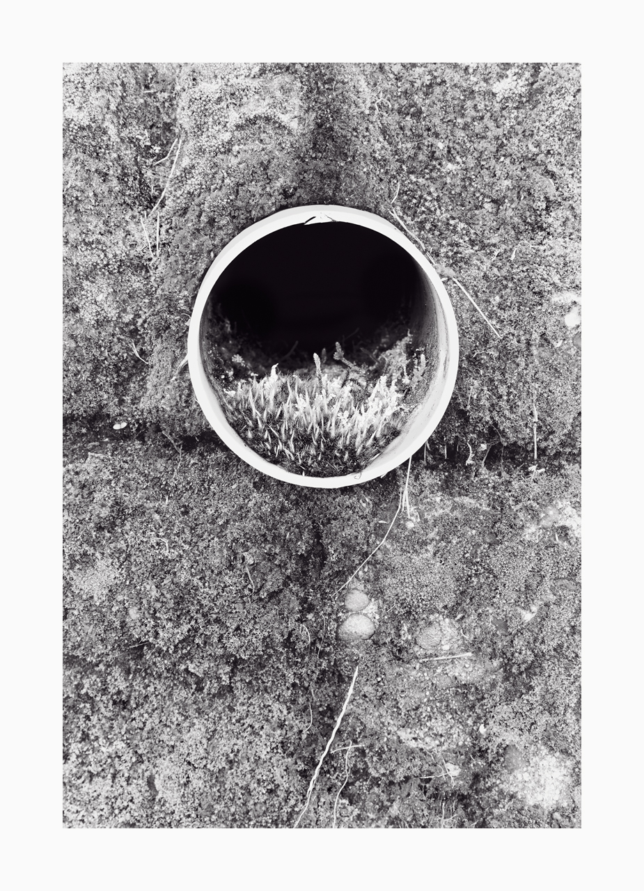 Fine art black and white image of plants growing in a drainage pipe in a wall.