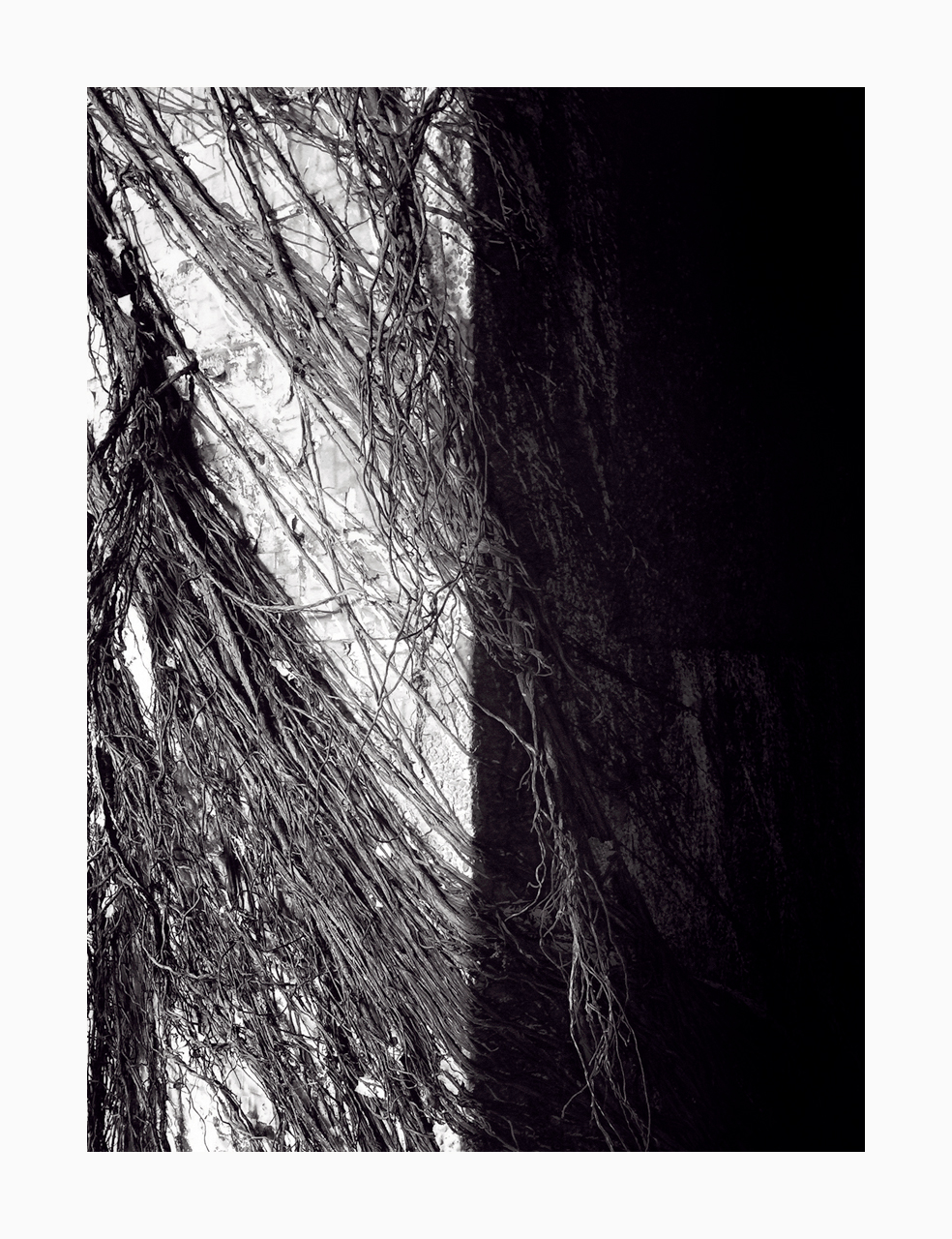 Fine art black and white image of roots covering a pillar