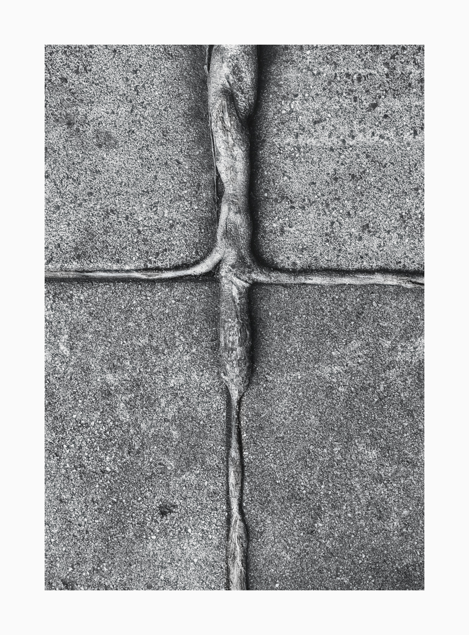 Fine art image of tree root growing on concrete pavement in the shape of a cross.