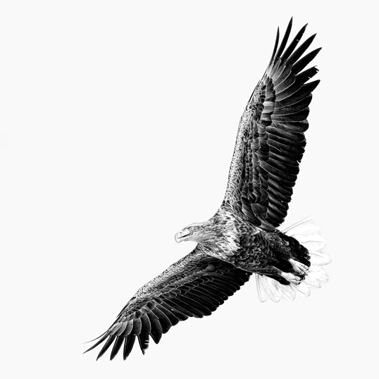 Link to White-Tailed Eagle on the Hunt image