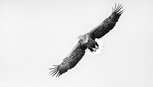 Link to White-Tailed Eagle in Flight image