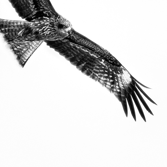 Link to fine art image: Hovering Black Kite
