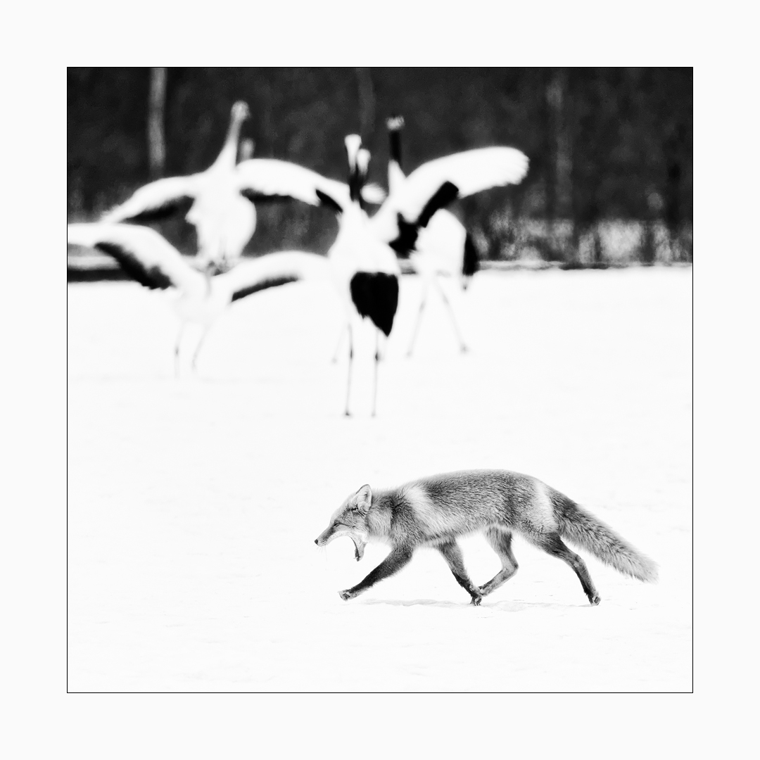 Fine art image of red fox crossing a snow field with red-crowned cranes.
