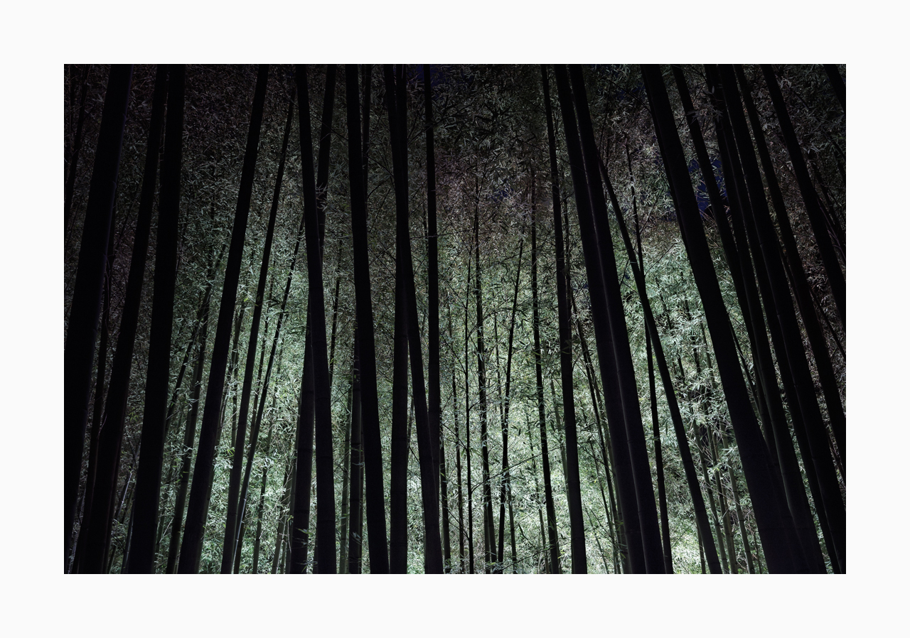 Fine art image of Kumamoto bamboo grove at night, illuminated by lights.