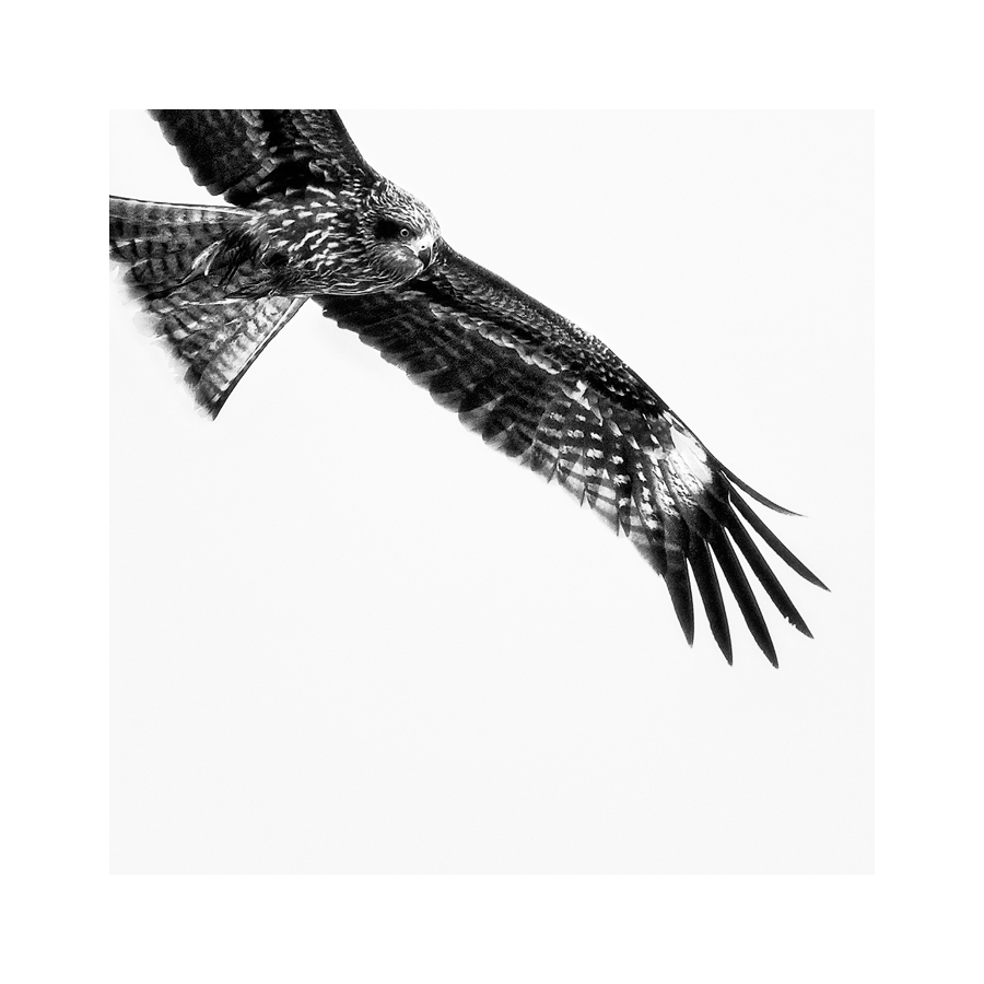 Fine art image of Hovering Black Kite