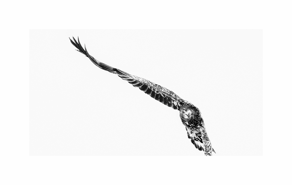Fine art image of Steller's Sea Eagle banking left in flight.