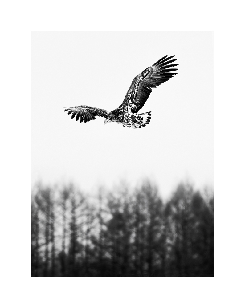 Fine art image of Steller's Sea Eagle hovering above trees.