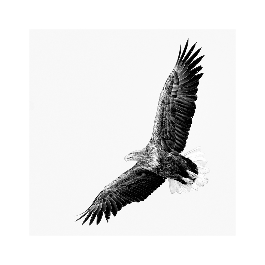 Fine art image of White-Tailed Eagle in flight, on the hunt