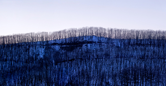 Winter Landscape of Trees Triptych 3